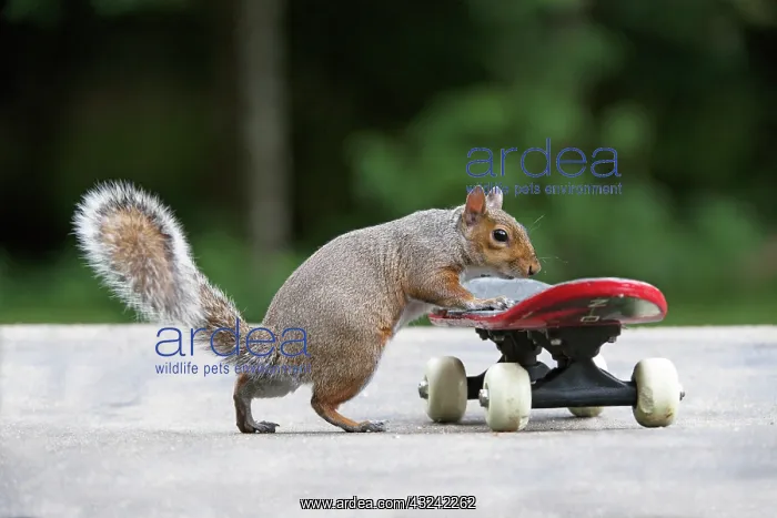 : Grey squirrel riding on a skateboard, natural : Grey squirrel riding on a skateboard, natural