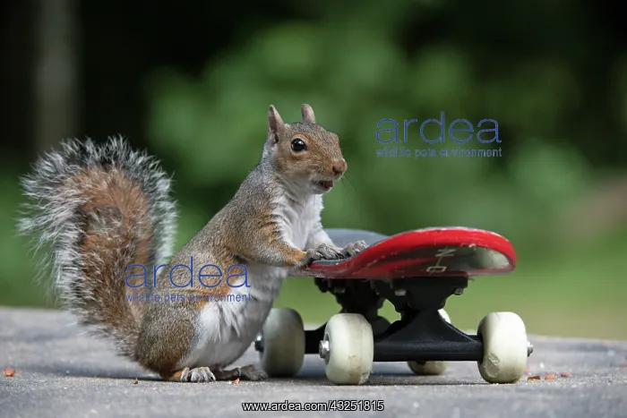 : Grey squirrel riding on a skateboard, natural : Grey squirrel riding on a skateboard, natural