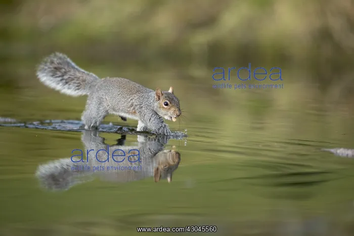 : Grey Squirrel - Running Across Log - Cornwall - UK : Grey Squirrel - Running Across Log - Cornwall - UK