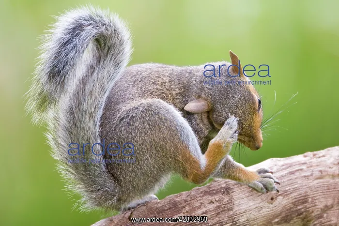 : Grey Squirrel Scatching head : Grey Squirrel Scatching head