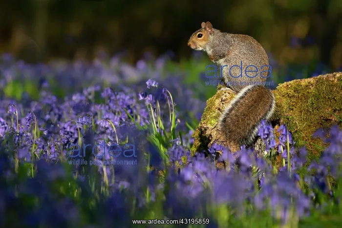 : Grey squirrel (Sciurus carolinensis) amongst bluebell : Grey squirrel (Sciurus carolinensis) amongst bluebell