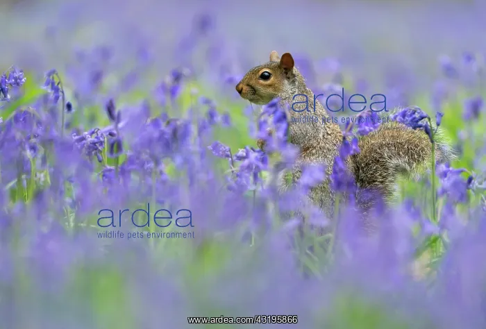 : Grey squirrel (Sciurus carolinensis) amongst bluebell : Grey squirrel (Sciurus carolinensis) amongst bluebell