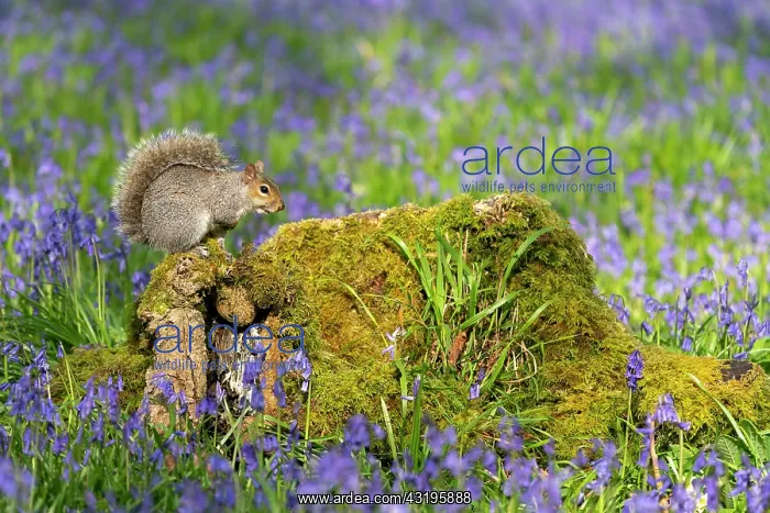 : Grey squirrel (Sciurus carolinensis) amongst bluebell : Grey squirrel (Sciurus carolinensis) amongst bluebell