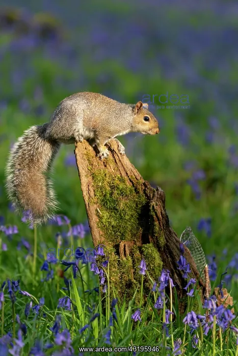: Grey squirrel (Sciurus carolinensis) amongst bluebell : Grey squirrel (Sciurus carolinensis) amongst bluebell
