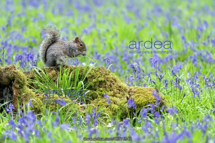 : Grey squirrel (Sciurus carolinensis) amongst bluebell : Grey squirrel (Sciurus carolinensis) amongst bluebell