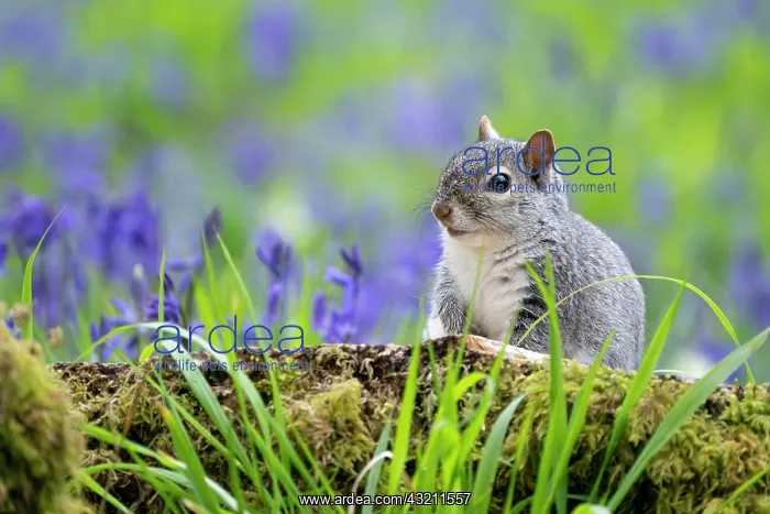 : Grey squirrel (Sciurus carolinensis) amongst bluebell : Grey squirrel (Sciurus carolinensis) amongst bluebell