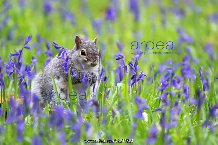 : Grey squirrel (Sciurus carolinensis) amongst bluebell : Grey squirrel (Sciurus carolinensis) amongst bluebell