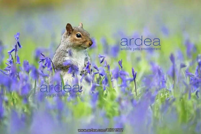 : Grey squirrel (Sciurus carolinensis) amongst bluebell : Grey squirrel (Sciurus carolinensis) amongst bluebell