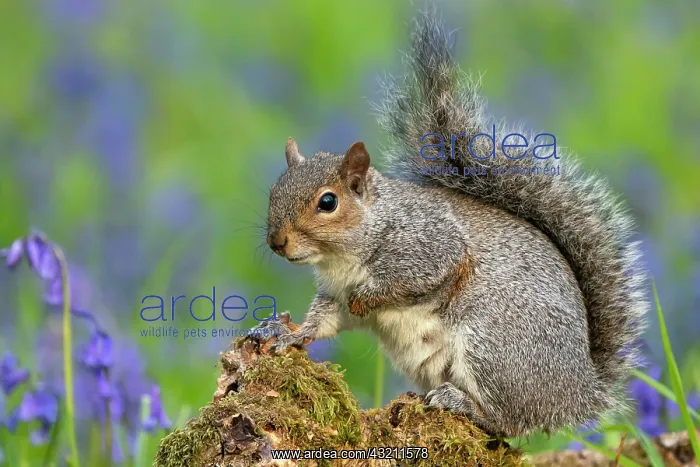 : Grey squirrel (Sciurus carolinensis) amongst bluebell : Grey squirrel (Sciurus carolinensis) amongst bluebell