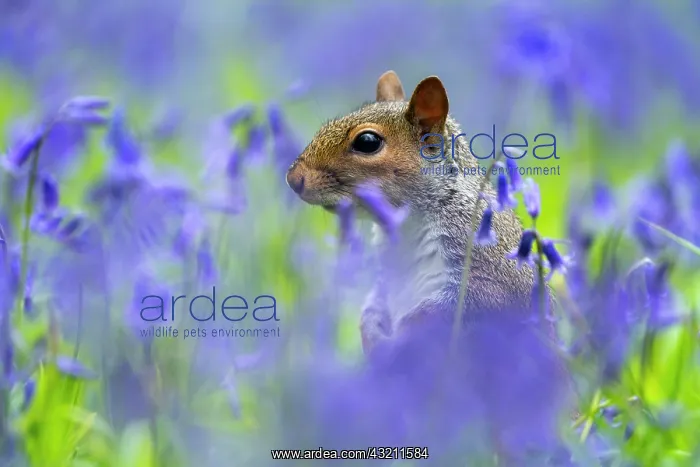 : Grey squirrel (Sciurus carolinensis) amongst bluebell : Grey squirrel (Sciurus carolinensis) amongst bluebell