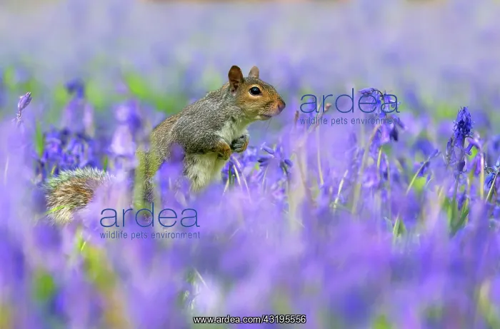 : Grey squirrel (Sciurus carolinensis) amongst bluebells : Grey squirrel (Sciurus carolinensis) amongst bluebells