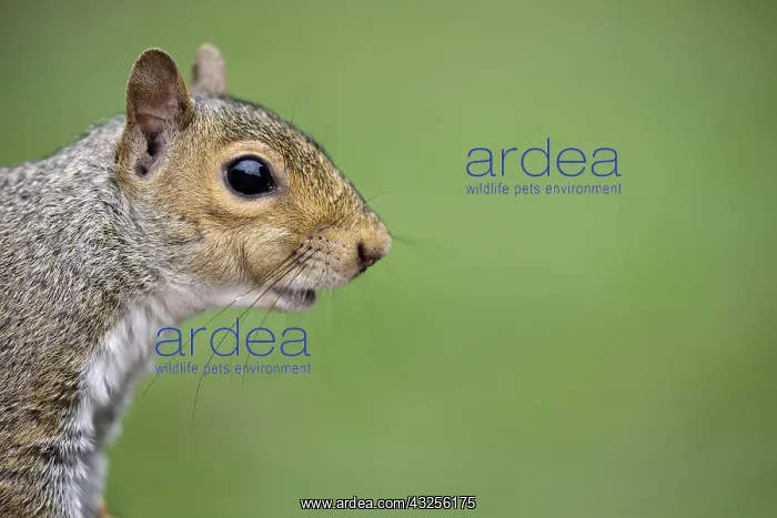 : Grey Squirrel (Sciurus carolinensis) close up s : Grey Squirrel (Sciurus carolinensis) close up s