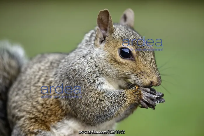 : Grey Squirrel (Sciurus carolinensis) close up s : Grey Squirrel (Sciurus carolinensis) close up s