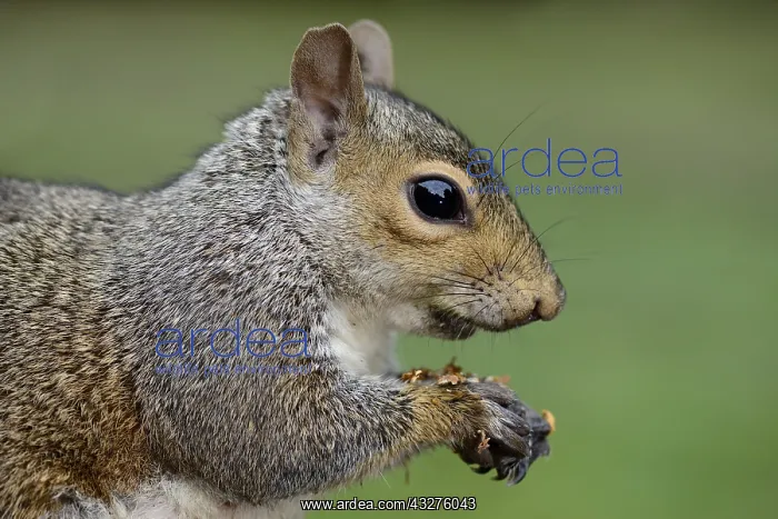 : Grey Squirrel (Sciurus carolinensis) close up s : Grey Squirrel (Sciurus carolinensis) close up s