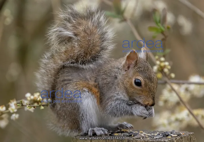 : Grey squirrel, Sciurus carolinensis, feeding on : Grey squirrel, Sciurus carolinensis, feeding on