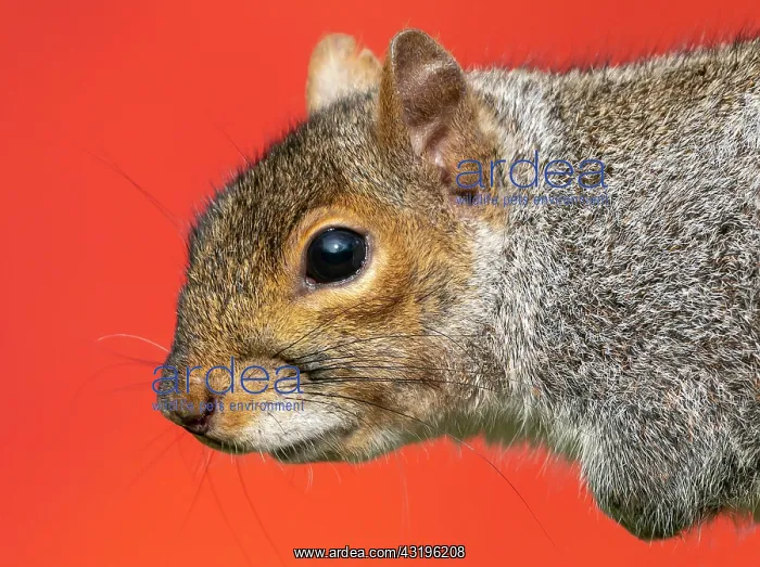 : Grey squirrel (Sciurus carolinensis) head details : Grey squirrel (Sciurus carolinensis) head details