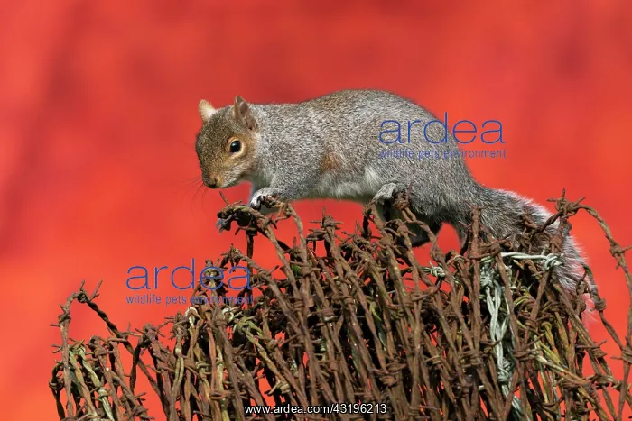 : Grey squirrel (Sciurus carolinensis) on top of rusty : Grey squirrel (Sciurus carolinensis) on top of rusty