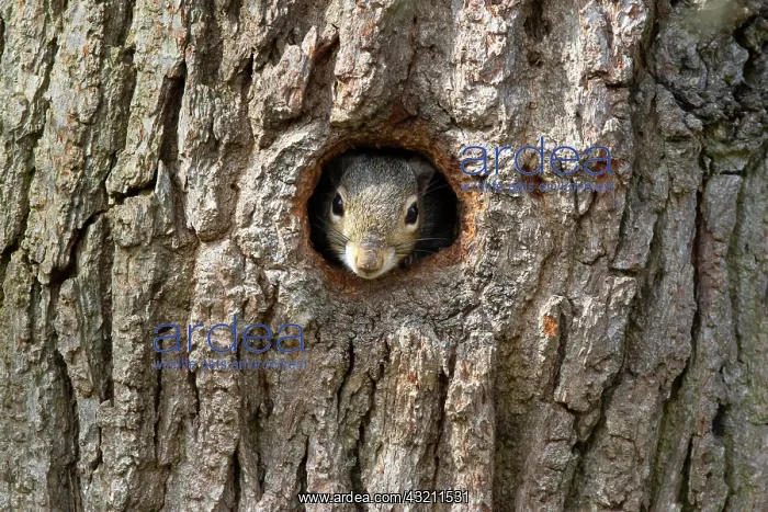 : Grey squirrel (Sciurus carolinensis) soming out : Grey squirrel (Sciurus carolinensis) soming out