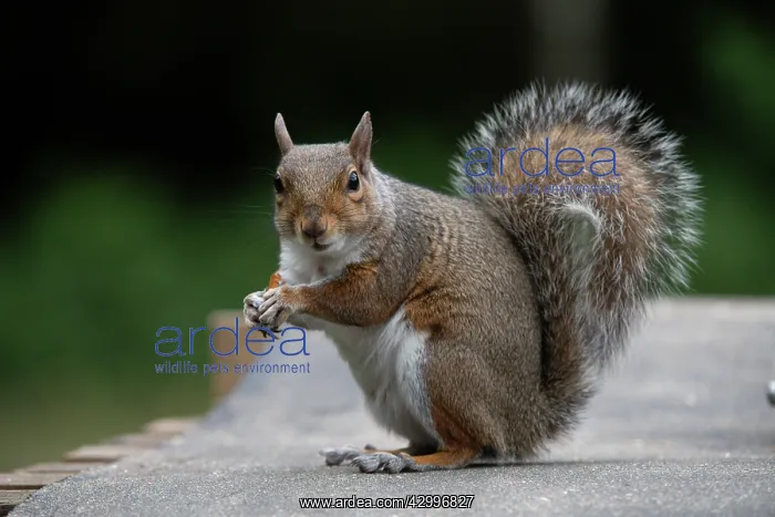 : Grey squirrel sitting eating a nut, natural setting : Grey squirrel sitting eating a nut, natural setting