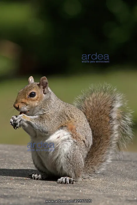 : Grey squirrel sitting eating a nut, natural setting : Grey squirrel sitting eating a nut, natural setting