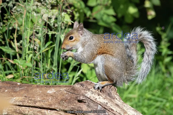 : Grey squirrel sitting eating a nut, natural setting : Grey squirrel sitting eating a nut, natural setting
