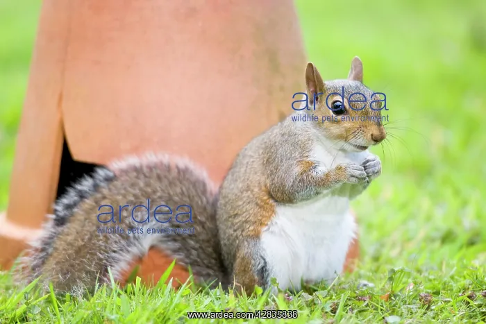 : Grey Squirrel - sitting by flower pot : Grey Squirrel - sitting by flower pot