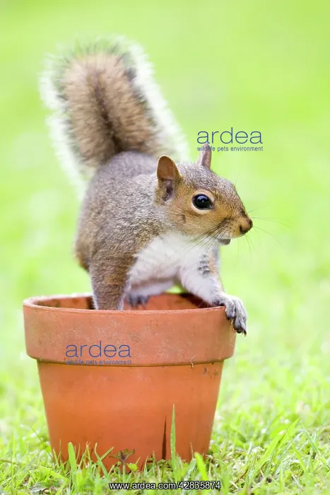 : Grey Squirrel - sitting on flower pot : Grey Squirrel - sitting on flower pot