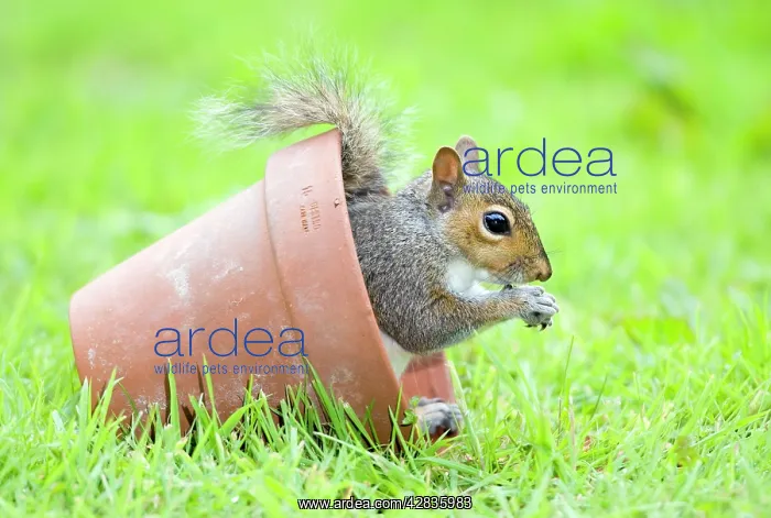 : Grey Squirrel - sitting in flower pot : Grey Squirrel - sitting in flower pot