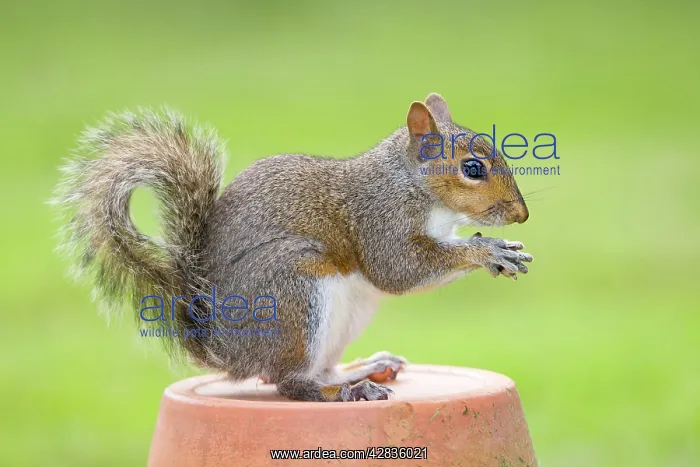 : Grey Squirrel - sitting on flower pot : Grey Squirrel - sitting on flower pot