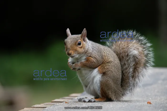 : Grey squirrel sitting looking cute, natural setting : Grey squirrel sitting looking cute, natural setting