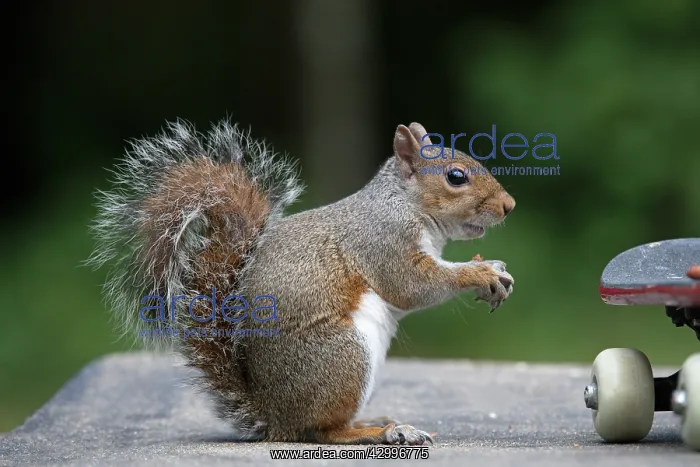: Grey squirrel sitting near a skateboard, eating : Grey squirrel sitting near a skateboard, eating