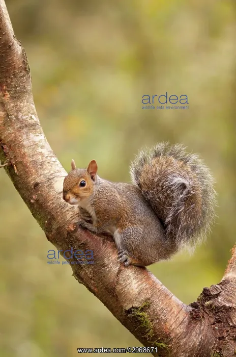 : Grey Squirrel - sitting in Siver Birch tree - September : Grey Squirrel - sitting in Siver Birch tree - September