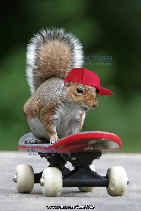 : Grey squirrel sitting on a skateboard, natural : Grey squirrel sitting on a skateboard, natural