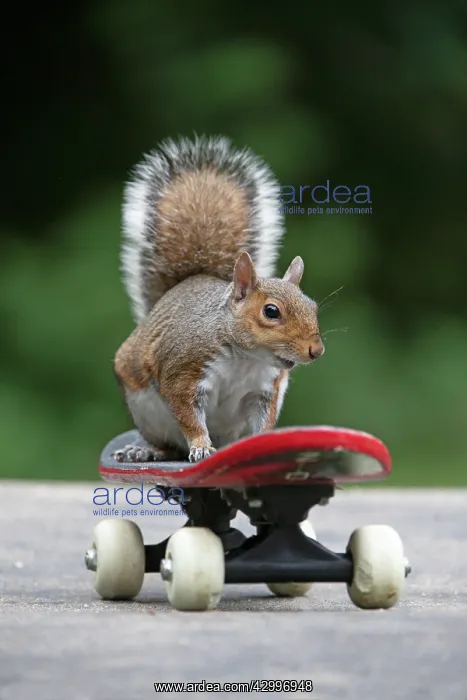 : Grey squirrel sitting on a skateboard, natural : Grey squirrel sitting on a skateboard, natural