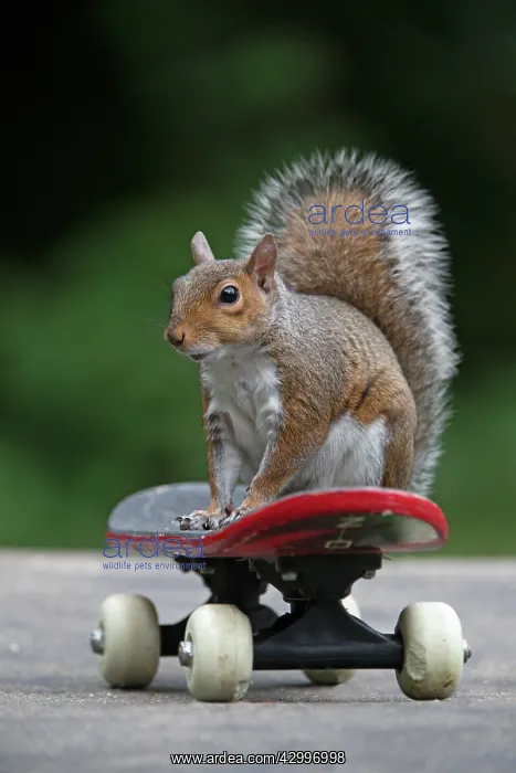 : Grey squirrel sitting on a skateboard, natural : Grey squirrel sitting on a skateboard, natural