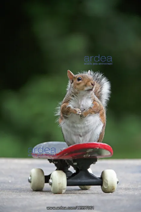 : Grey squirrel sitting on a skateboard, natural : Grey squirrel sitting on a skateboard, natural