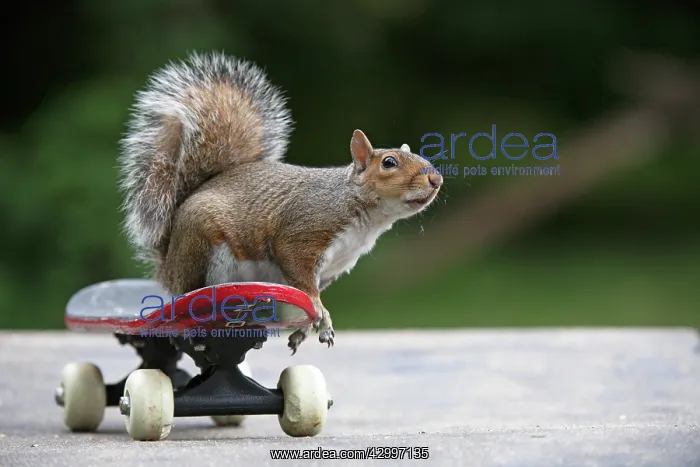 : Grey squirrel sitting on a skateboard, natural : Grey squirrel sitting on a skateboard, natural