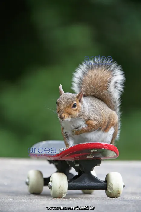 : Grey squirrel sitting on a skateboard, natural : Grey squirrel sitting on a skateboard, natural