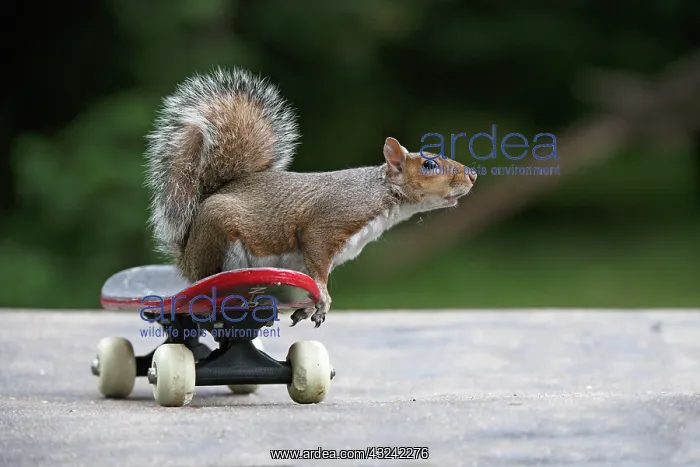 : Grey squirrel sitting on a skateboard, natural : Grey squirrel sitting on a skateboard, natural