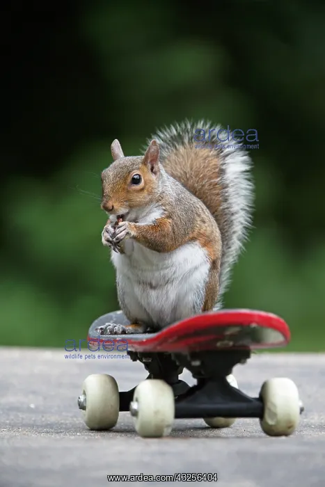 : Grey squirrel sitting on a skateboard, natural : Grey squirrel sitting on a skateboard, natural
