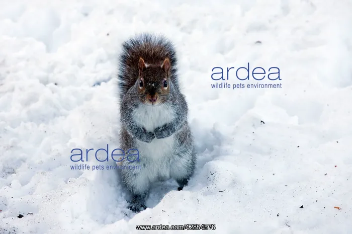 : Grey Squirrel - on snow : Grey Squirrel - on snow