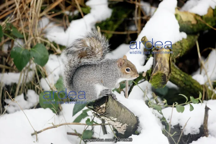 : Grey Squirrel - In snow : Grey Squirrel - In snow