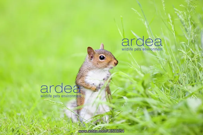: Grey Squirrel Standing on Lawn : Grey Squirrel Standing on Lawn