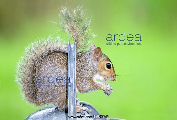 : Grey Squirrel Standing on metal watering can : Grey Squirrel Standing on metal watering can