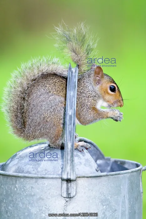 : Grey Squirrel Standing on metal watering can : Grey Squirrel Standing on metal watering can