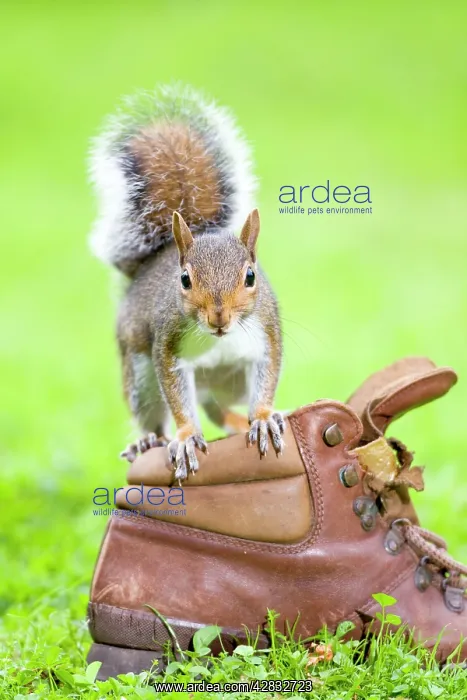 : Grey Squirrel Standing on old boot : Grey Squirrel Standing on old boot