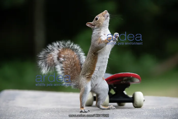 : Grey squirrel standing up next to a skateboard : Grey squirrel standing up next to a skateboard