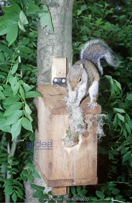 : GREY SQUIRREL - Stealing Blue Tit's eggs (Cyanistes : GREY SQUIRREL - Stealing Blue Tit's eggs (Cyanistes