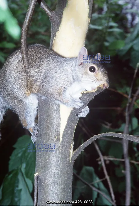 : GREY SQUIRREL - Stripping bark from Sycamore tree : GREY SQUIRREL - Stripping bark from Sycamore tree