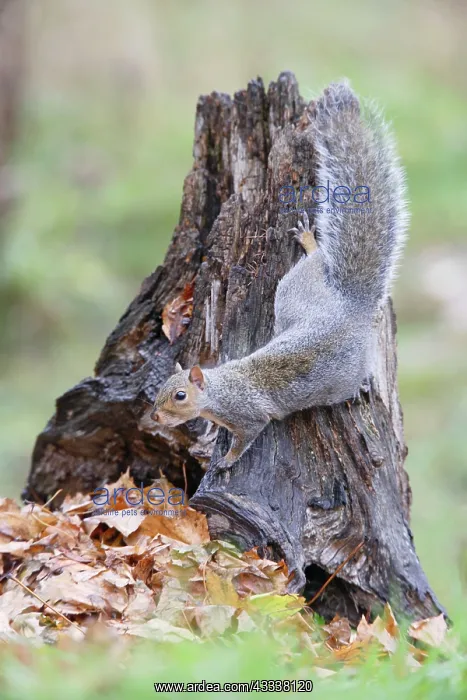 : Grey Squirrel - on stump : Grey Squirrel - on stump
